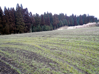 大平原の土地
