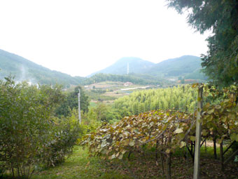 果樹園