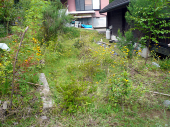菜園地約3坪