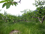 福岡県朝倉市杷木の柿畑